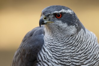 Northern Goshawk (Accipiter gentilis), adult male, Castile and Leon, Spain