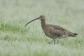 Eurasian Curlew (Numenius arquata) female foraging, North Rhine-Westpalia, Germany