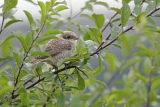 Red-backed Shrike (Lanius collurio) juvenile perched on a branch, North Rhine-Westphalia, Germany