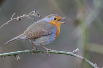 European Robin (Erithacus rubecula) singing from a twig, North Rhine-Westphalia, Germany