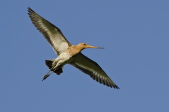 Black-tailed Godwit (Limosa limosa), Schleswig-Holstein, Germany