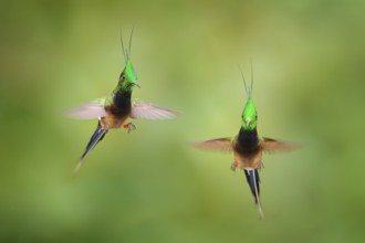 Wire-crested Thorntail, Popelairia popelairii, two hummingbird in fly. Fight in the tropic forest,