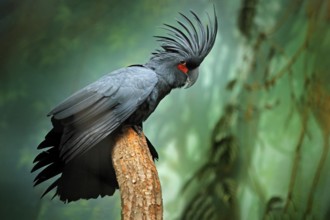 Grey parrot with crest. Detail portrait of dark parrot Palm cockatoo, Probosciger aterrimus, talon