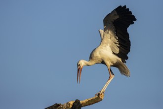 White Stork (Ciconia ciconia), North Rhine-Westphalia, Germany