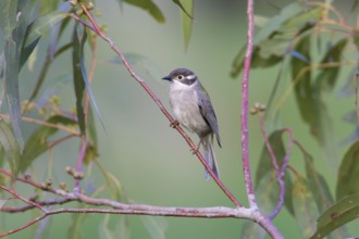 Brown-headed Honeyeater (Melithreptus brevirostris) perched on a branch, Victoria, Australia