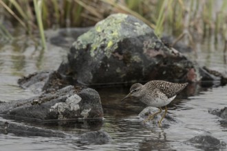 Wood Sandpiper (Tringa glareola), Dalarna, Sweden