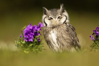 Southern White-faced Owl (Ptilopsis granti) captive, Germany