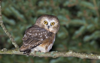 Northern Saw-whet Owl Aegolius acadicus Duluth, Minnesota, United States 15 October Adult Strigidae
