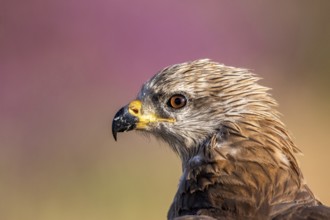 Black Kite (Milvus migrans), Madrid, Spain