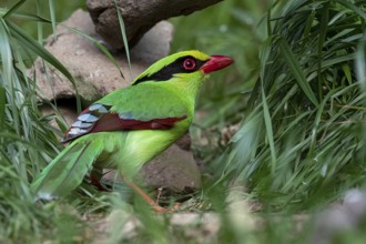 Common Green Magpie (Cissa chinensis chinensis), Yunnan, China