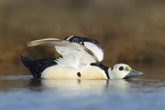 Steller's Eider (Polysticta stelleri) male, Alaska, USA
