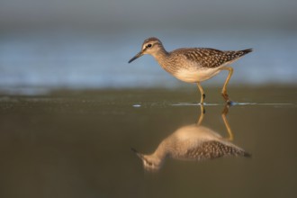 Wood Sandpiper (Tringa glareola) foraging, Poland