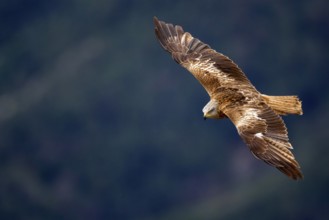Red Kite (Milvus milvus) flying, Aragon, Spain