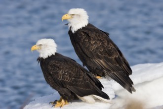 Bald Eagle Haliaeetus leucocephalus Homer, ALASKA, USA February Adult Accipitridae
