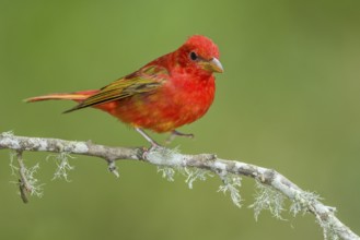 Summer Tanager (Piranga rubra) male perched on a branch, Texas, USA