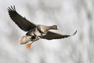 Im Landeanflug... Blässgans *Anser albifrons* mit einer Flügelspannweite von etwa 150 cm