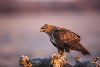 Common Buzzard (Buteo buteo), Castile-La Mancha, Spain