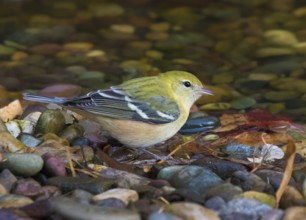 A fall plumage Bay-breasted Warbler, Setophaga castanea at a pond in Saskatoon, Canada