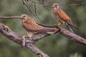 Common Kestrel (Falco tinnunculus) pair with mouse prey, Serbia