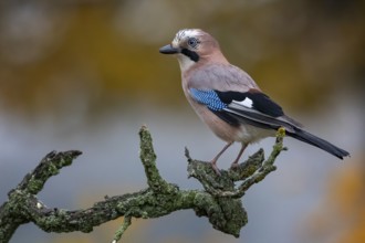 Eurasian Jay (Garrulus glandarius) perched on a branch, Saxony-Anhalt, Germany