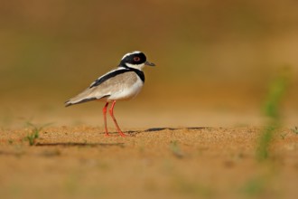 Pied plover, Vanellus cayanus, bird on sand river beach, Pantanal, Brazil. Evening light. water