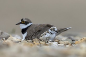 Little Ringed Plover (Charadrius dubius) with chick, North Rhine-Westphalia, Germany