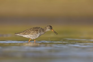 Common Redshank (Tringa totanus) foraging, North Rhine-Westphalia, Germany