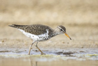 Spotted Sandpiper (Actitis macularius) foraging, North Rhine-Westphalia, Germany