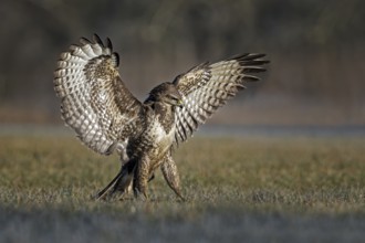 Common Buzzard (Buteo buteo) perched on ground with spread wings, Saxony-Anhalt, Germany