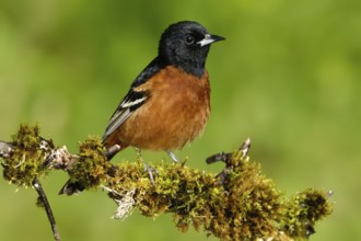 Orchard Oriole (Icterus spurius) male, Texas, USA