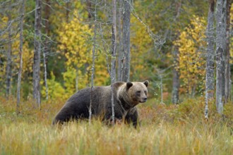 Bear hidden in yellow forest. Autumn trees with bear. Beautiful brown bear walking around lake with