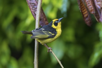 Baglafecht Weaver (Ploceus baglafecht reichenowi), Tanzania