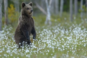 Eurasian Brown Bear (Ursus arctos) cub standing in white cottongrass, Finland