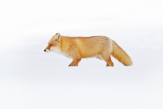 Red fox in white snow. Cold winter with orange fur fox. Hunting animal in the snowy meadow, Japan.