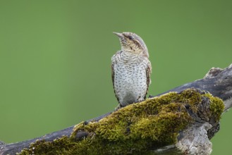 Eurasian Wryneck (Jynx torquilla), Hesse, Germany