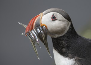 Atlantic Puffin (Fratercula arctica) with sandeels in its beak, Iceland