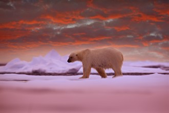Polar bear on the ice. Two bears love on drifting ice with snow, white animals in nature habitat,