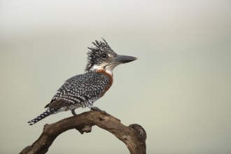 Giant Kingfisher (Megaceryle maxima), South Africa