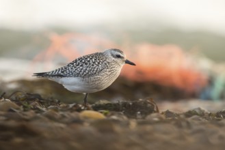 Grey Plover (Pluvialis squatarola), Schleswig-Holstein, Germany