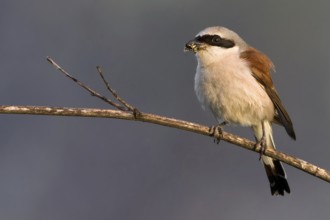 Red-backed Shrike (Lanius collurio) male, Saxony-Anhalt, Germany