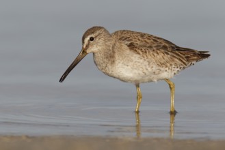 Short-billed Dowitcher (Limnodromus griseus), Florida, USA