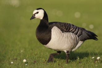 Barnacle Goose (Branta leucopsis), Bavaria, Germany