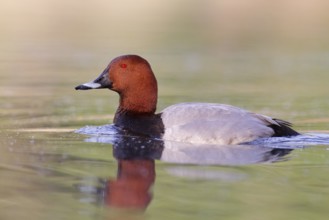 Common Pochard (Aythya ferina) male, Brandenburg, Germany