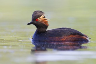Black-necked Grebe (Podiceps nigricollis), Bavaria, Germany