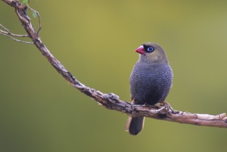 Beautiful Firetail (Stagonopleura bella), Tasmania, Australia