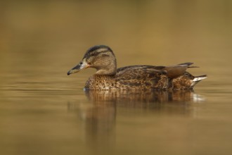 Mallard (Anas platyrhynchos) female, Utrecht, Netherlands