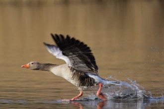 Graugans; lat. Anser anser; startet laufend von einer Wasseroberfläche
