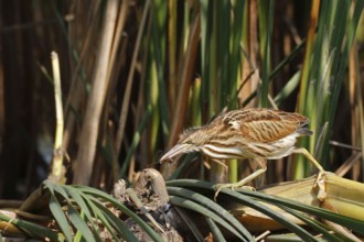 Little Bittern (Ixobrychus minutus) juvenile with dragonfly in beak, Saxony-Anhalt, Germany
