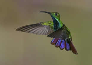 Green-breasted Mango (Anthracothorax prevostii) - at Laguna Lagarto Lodge near Boca Tapada, Costa