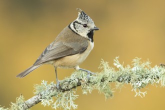 European Crested Tit (Lophophanes cristatus), perched on a branch, Galicia, Spain